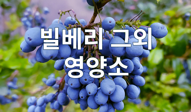 눈 피로 개선에 도움을 주는 빌베리 추출물과 차즈기 추출물이 있으며, 누구나 잘 알고 있는 눈 비타민인 비타민A, 활성산소로 부터 보호해주는 항산화 비타민C, 와 E 가 눈 건강에 도움을 주는 대표적인 영양소 입니다.