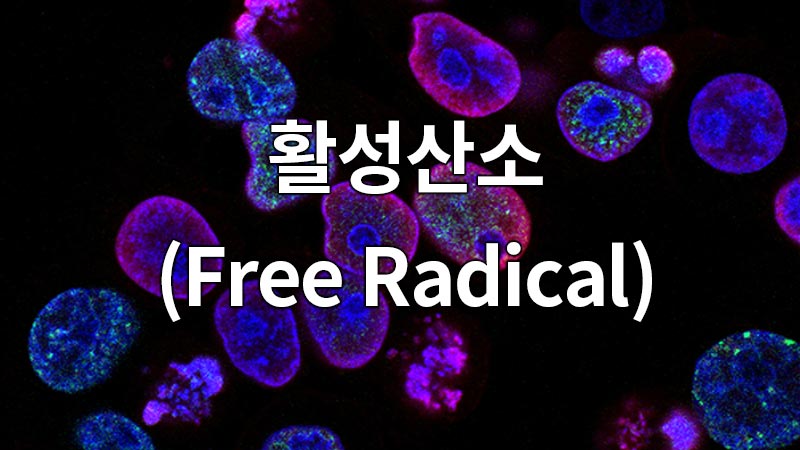 활성산소(Free Radical)
