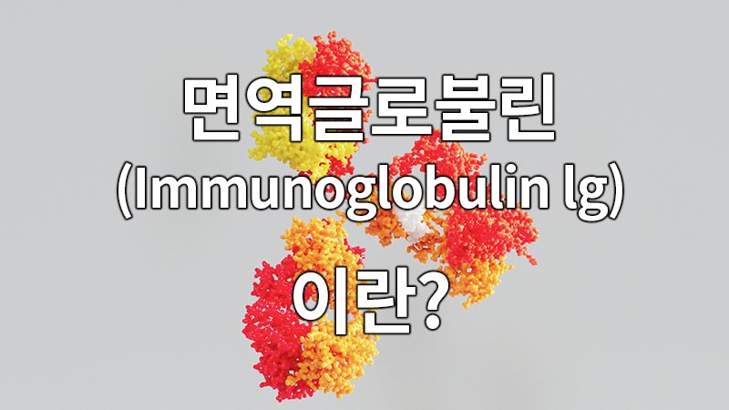 면역글로불린(Immunoglobulin lg)이란?