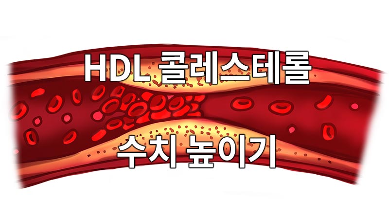 HDL 콜레스테롤 수치 높이기, 기본 정보