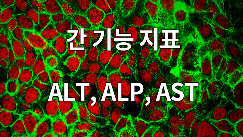 간 기능 지표 ALT, ALP, AST