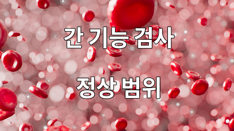 간 기능 검사의 정상 범위