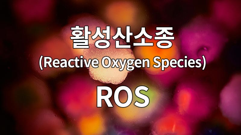 활성산소종(Reactive Oxygen Species, ROS)
