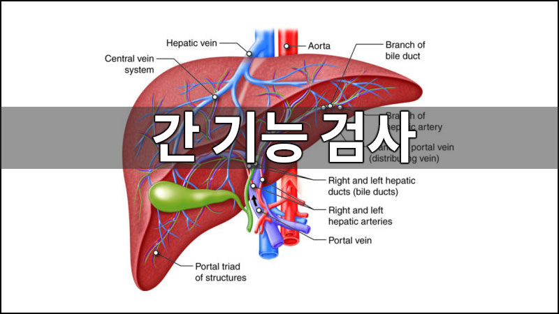 간 긴능 검사
