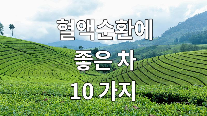 혈액순환에 좋은 차, 10가지를 소개합니다.
Here are 10 kinds of tea that are good for blood circulation.
