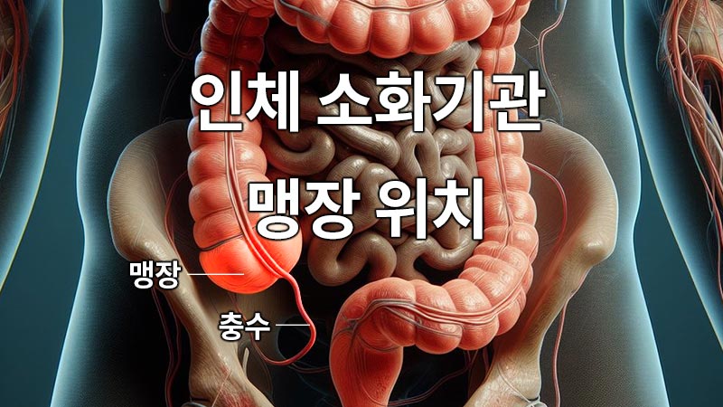 인체 소화기관 맹장 위치