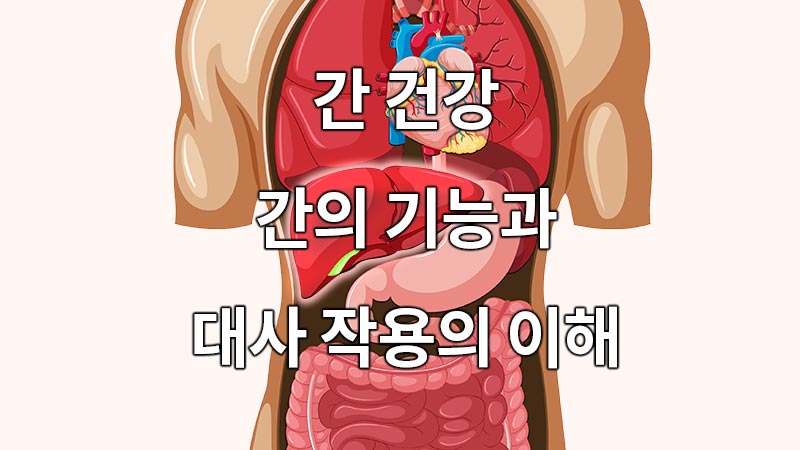 간 건강, 간의 기능과 대사 작용의 이해.
Liver health, understanding liver function and metabolism.